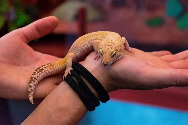 Ein kleiner orange-weißer Gecko, der auf den Händen einer Person ruht.